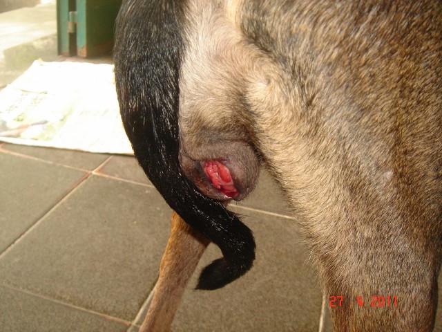 Tumor en la piel perros
