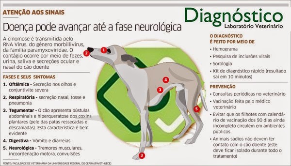 Cinomose Canina Diagnóstico Laboratório Veterinário Blog